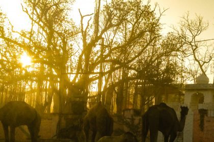 Dromedary dawn